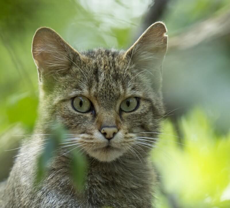 Wildkatzennachtwanderung © NP Thayatal MGraf Wildkatze