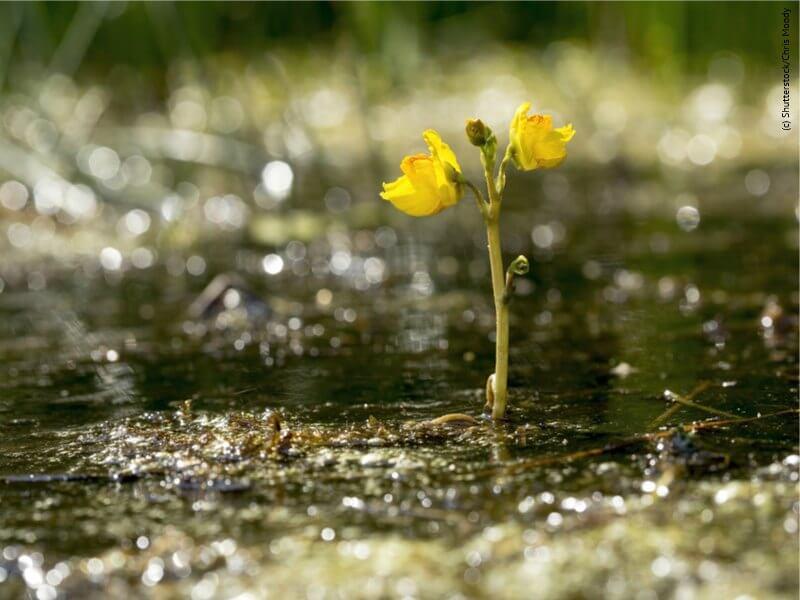 Mikrokosmos-im-Wassertropfen_4 © (c) Jules Moody