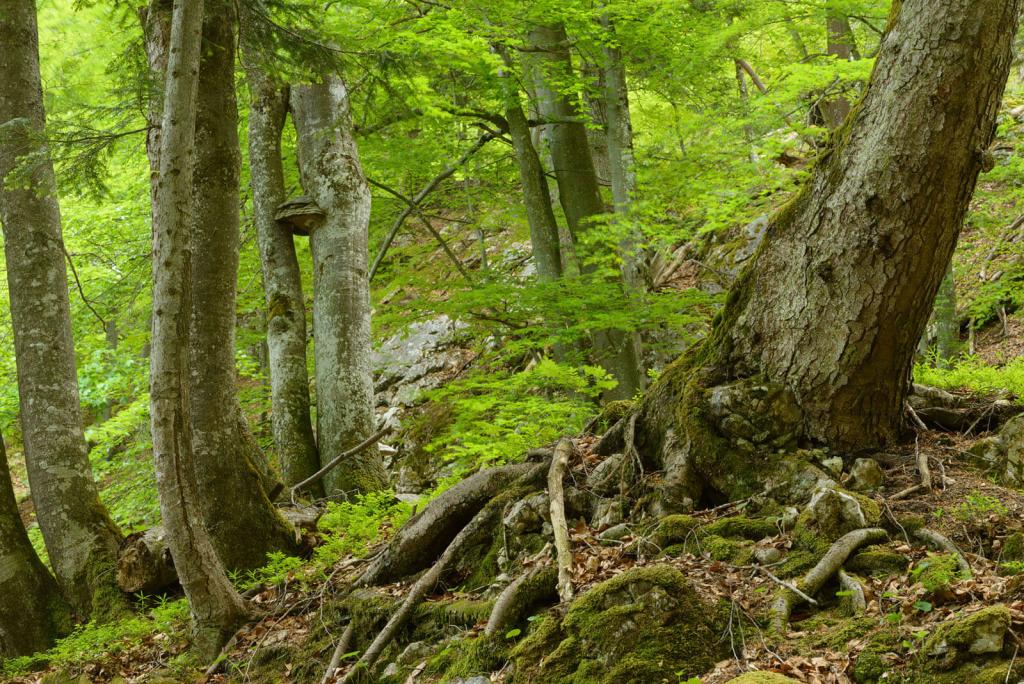 Die alten Buchenwälder im Nationalpark Kalkalpen (c) Matthias Schickhofer © Matthias Schickhofer Buchenwald