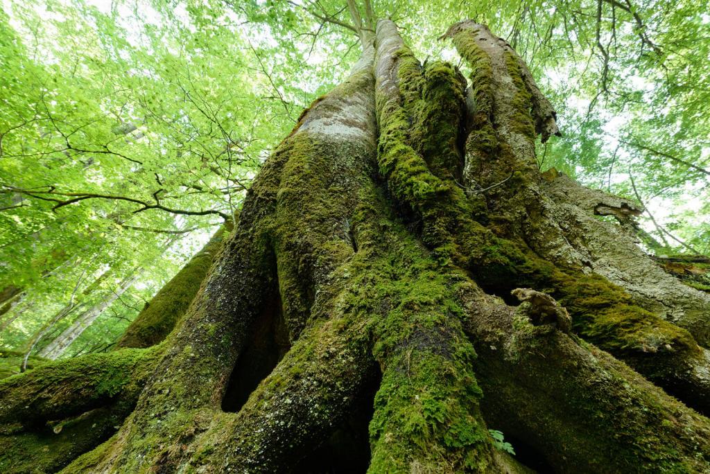 Nationalpark Kalkalpen / Oberösterreich / Österreich: Die alten Buchenwälder in der Naturzone des Nationalparks wurden 2017 in die UNESCO Weltnaturerbe-Liste aufgenommen. Der Nationalpark Kalkalpen beherbergt die größte, streng geschützte Waldwildnis der Alpen. Einst bedeckten riesige Buchenurwälder große Teile Europas. Doch die ursprünglichen Rotbuchenwälder sind heute sehr selten geworden... © Matthias Schickhofer Buchenwald