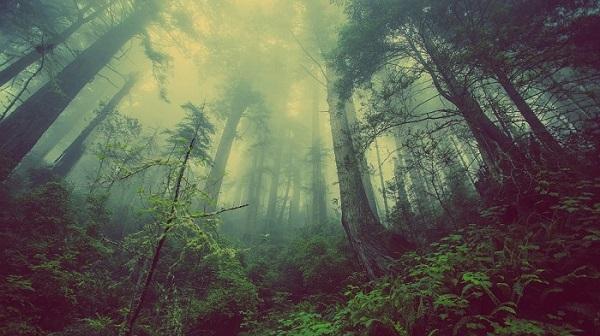 wald_mystisch © Free-Photos/pixabay.com (CC0) mystisch, Laubwald mit Bodennebel
