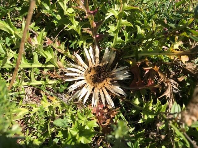Silberdistel © Christina Schwann Silberdistel