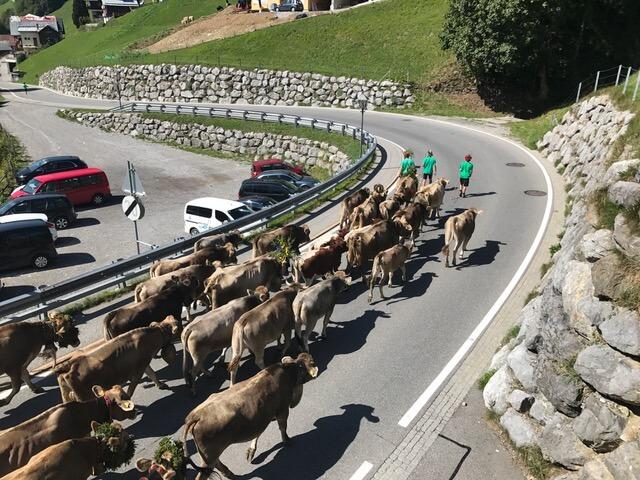 Die Kühe kommen von der Alm. Auch ihr Almsommer hat ein Ende. (c) Ch Schwann © Die Kühe kommen von der Alm. Auch ihr Almsommer hat ein Ende. (c) Ch Schwann