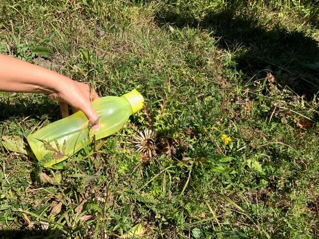 Silberdistel Experiment 1: Wasser auf die Distelblüte © Silberdistel Experiment 1: Wasser auf die Distelblüte