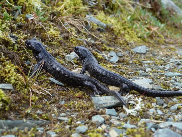 Alpensalamander (c) Ch Schwann © Alpensalamander (c) Ch Schwann