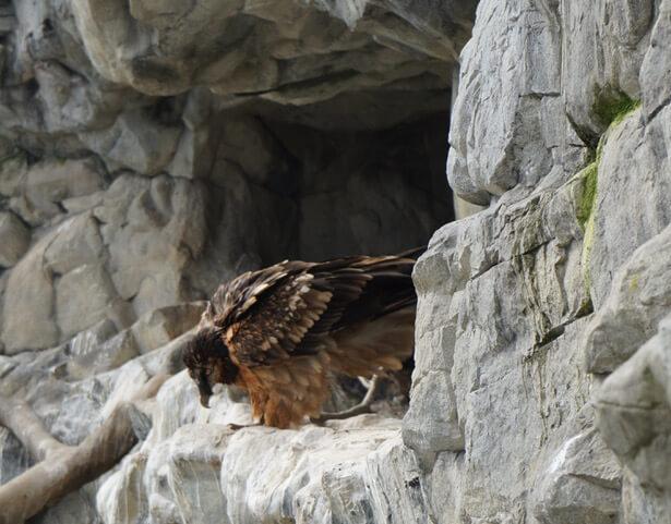 Der Bartgeier stellt eine Erfolgsgeschichte im Nationalpark Hohe Tauern dar, (c) Ch Schwann © Der Bartgeier stellt eine Erfolgsgeschichte im Nationalpark Hohe Tauern dar, (c) Ch Schwann