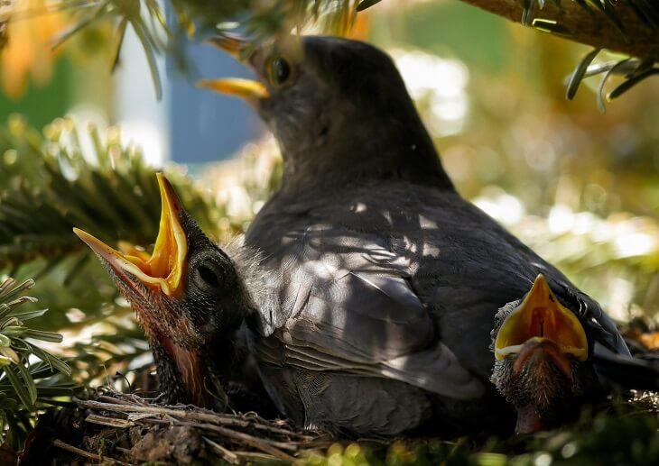 Amsel c Pixabay