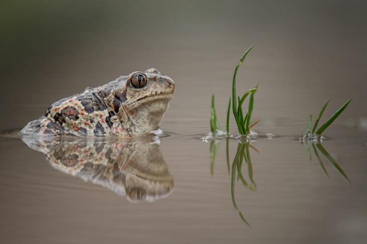 Knoblauchkröte © Svoboda Pavel/Shutterstock.com Knoblauchkröte in Gewässer, Seitenansicht im Wasser sitzend
