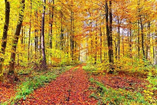Laubwald im Herbst (c) Pixabay © Laubwald im Herbst (c) Pixabay