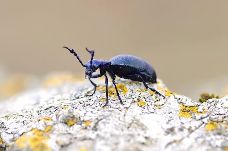 Ölkäfer © Michal Hykel/Shutterstock.com Ölkäfer auf einem mit Flechten bewachsenen Stein