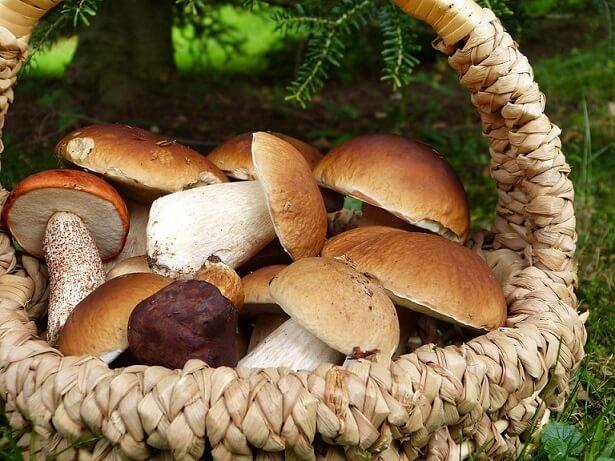pilze_korb © silviarita/Pixabay Pilze suchen