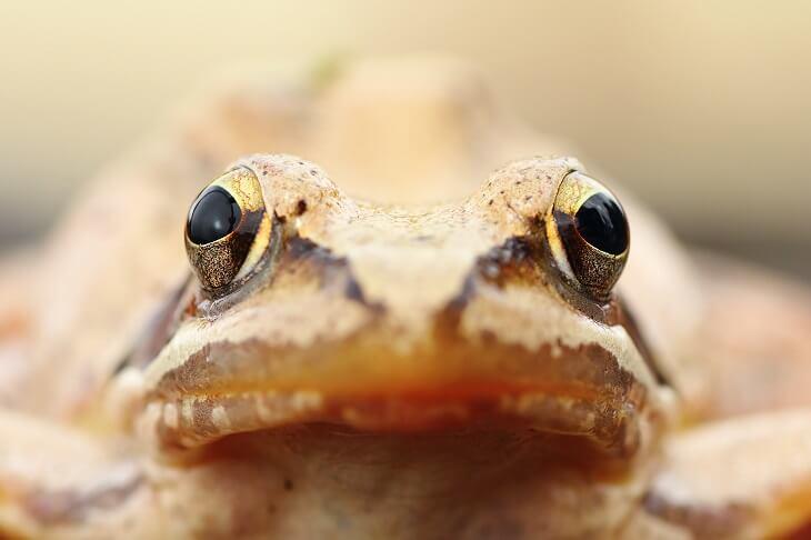 Springfrosch © taviphoto/Shutterstock.com Springfrosch, Detail: Kopf in Frontalansicht