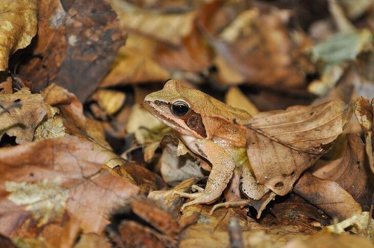 Springfrosch auf braunem Blättern am Boden