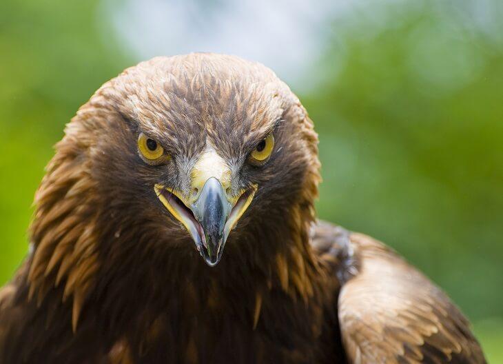 Steinadler, Detailaufnahme des Greifvogel-Kopfes