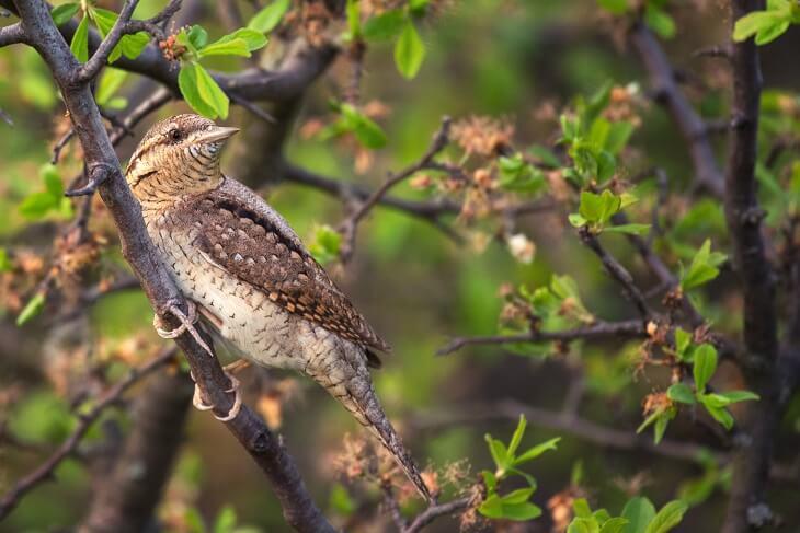Wendehals © Mriya Wildlife/Shutterstock.com Wendehals, auf einem Ast in einer Baumkrone sitzend