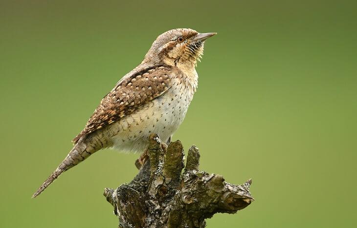Wendehals © Piotr Krzeslak/Shutterstock.com Wendehals, sitzend