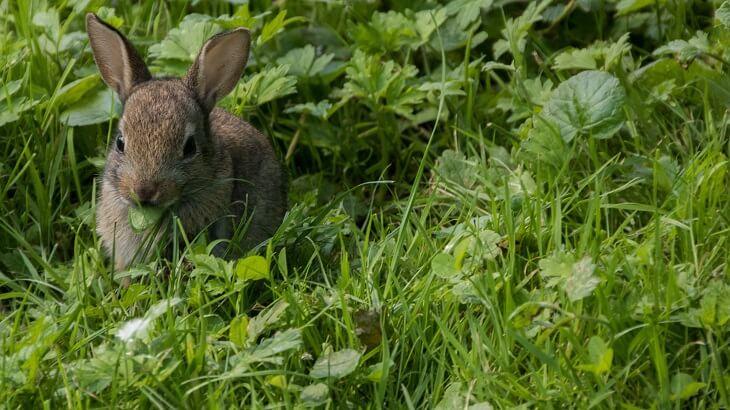 Wildkaninchen