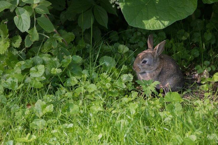 Wildkaninchen c Pixabay © Wildkaninchen c Pixabay Wildkaninchen c Pixabay