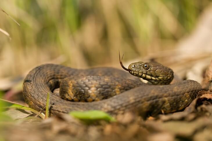 Würfelnatter © shutterstock/MF Photo Würfelnatter