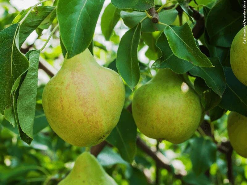 Alte-Obstbaumsorte-Birne © Elena Vyaseleva/Shutterstock.com Birnen am Baum