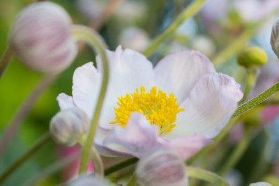 Herbst-Anemone, Detailansicht der Blütenblätter und Staubgefäße