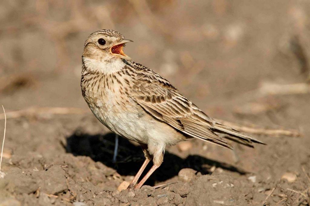 Feldlerche Jungvogel (c) M Dvorak © Feldlerche Jungvogel (c) M Dvorak