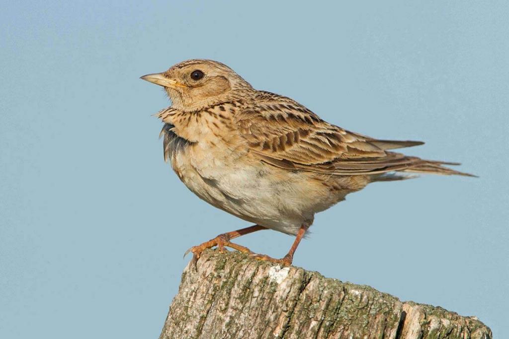 Feldlerche Jungvogel