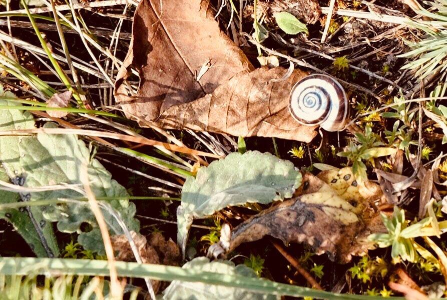 Östliche Heideschnecke © Stephanie Fischer Östliche Heideschnecke