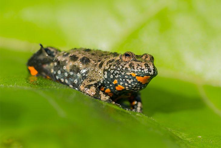 Rotbauchunke © MF Photo/Shutterstock.com Rotbauchunke