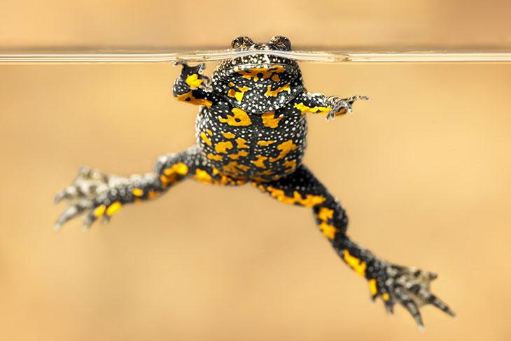 Rotbauchunke © Tiberiu Sahlean/Shutterstock.com Rotbauchunke