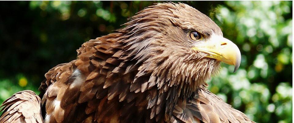 Seeadler, Detailfoto des Vogelkopfes