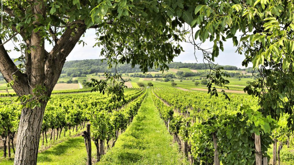 Weinbaulandschaft 