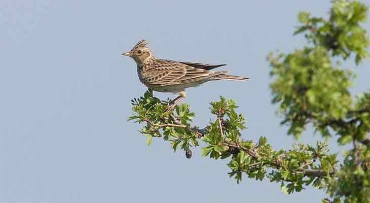 Vogel des Jahres 2019 Feldlerche c M Dvorak