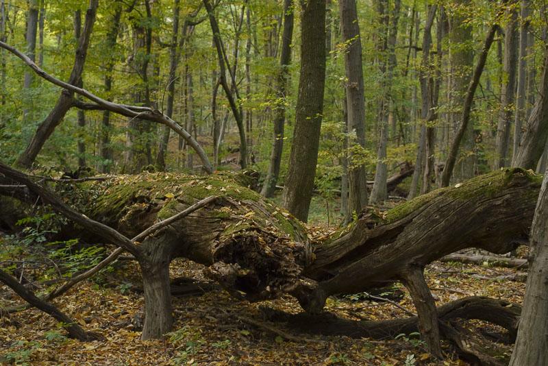 Wien / Lainzer Tiergarten: Exkursion in das Naturwaldreservat "Johannserkogel" mit Forstleiter Hannes Lutterschmied (c) Matthias Schickhofer