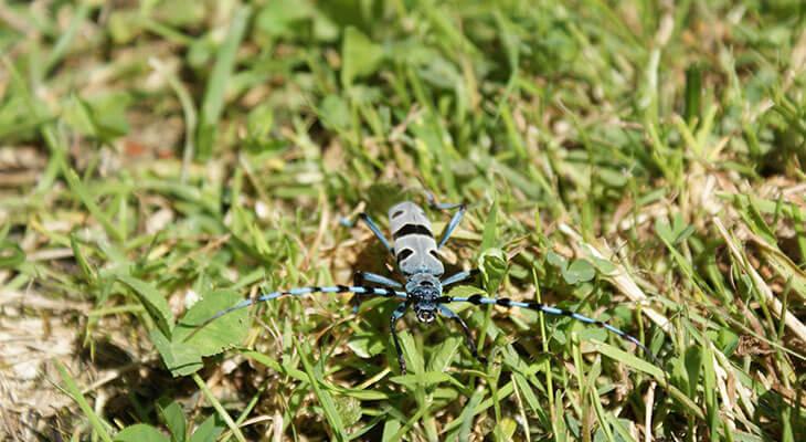 Alpenbock, Grauer Käfer mit schwarzen Punkten krabbelt im Gras