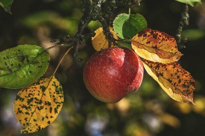 apfel_baum_herbst