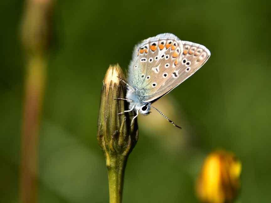 Schmetterling Hauhechel Blaeuling c Petra Z.