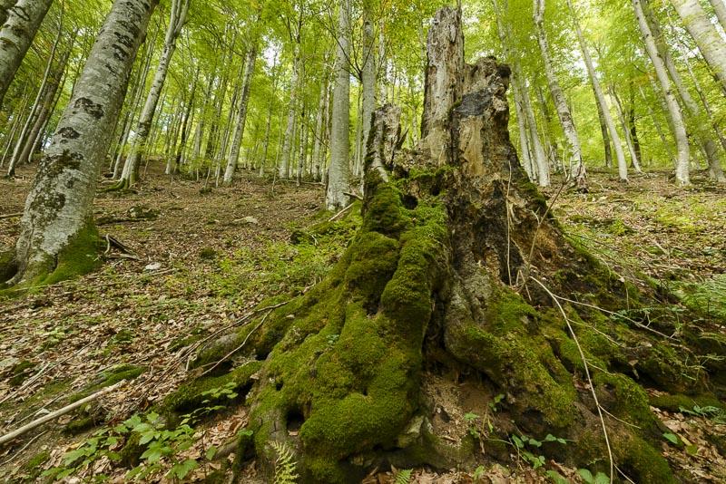 Exkursion Kalkalpen Nationalpark © Matthias Schickhofer Exkursion Kalkalpen Nationalpark