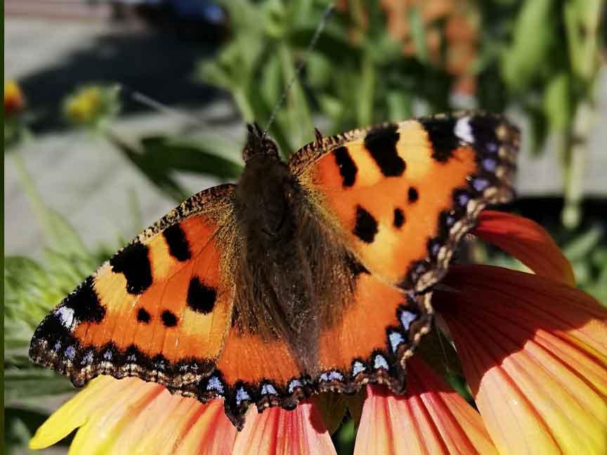 Kleiner Fuchs c Maria A.