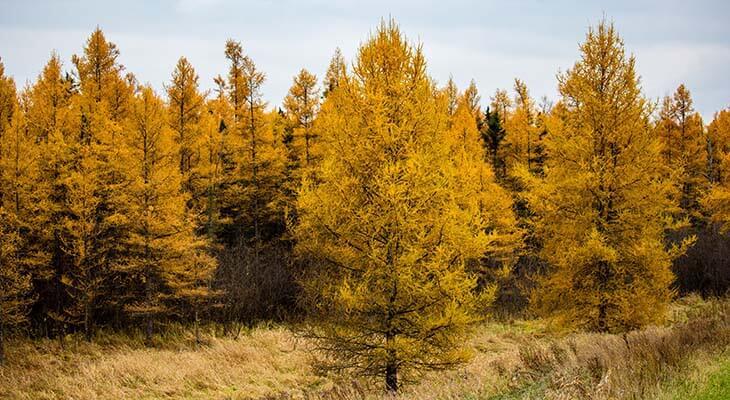 Laerchenwald im Herbst