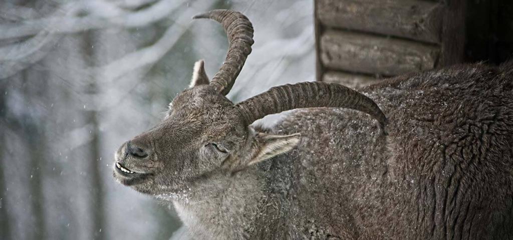 veranstaltungstipps_steinbock © pixabay.com veranstaltungstipps naturveranstaltung steinbock