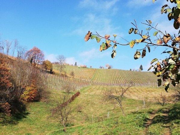 Weinberg von Otto Knaus (c) Stefan Agnezy © Weinberg von Otto Knaus (c) Stefan Agnezy