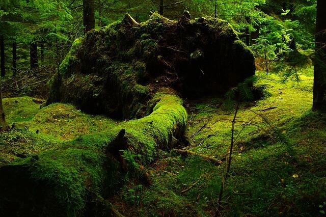 Totholz im Wald, Mossbewachsener Waldboden, umgestürzter Baum mit Wurzelteller