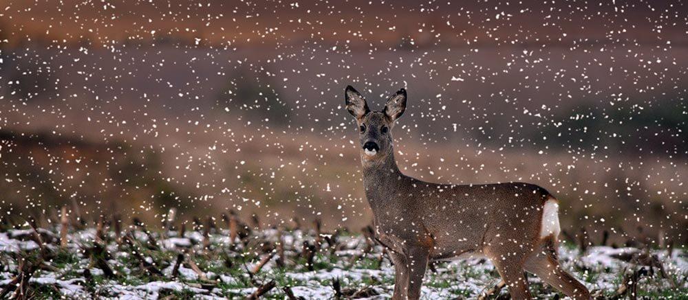 veranstaltungstipps_wildtierbeobachtungen © (c) pixabay.com Veranstaltungstipps wild