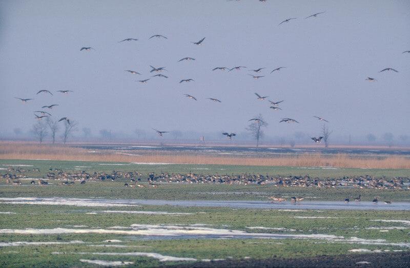 Wintergänse_Archiv Nationalpark Neusiedler See - Seewinkel © (c) Nationalpark-Neusiedler-See-Seewinkel