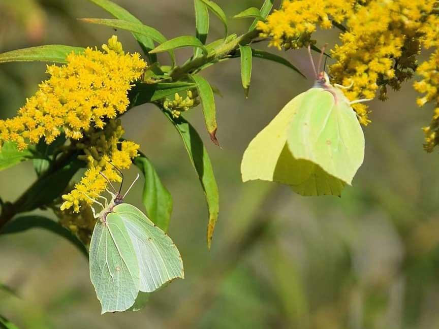 Zitronenfalter c Anna S. © Anna S. Zitronenfalter c Anna S.
