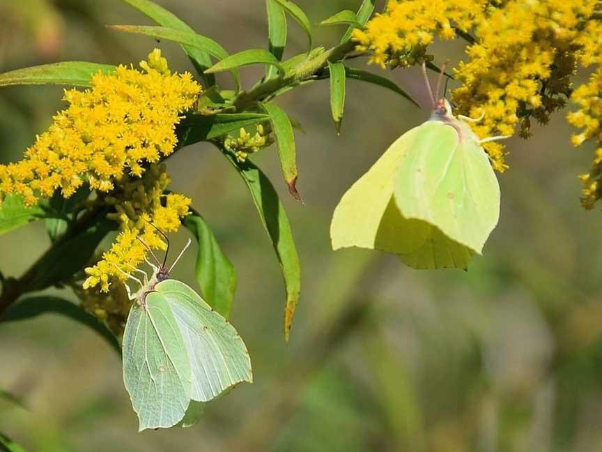 Zitronenfalter c Anna S.