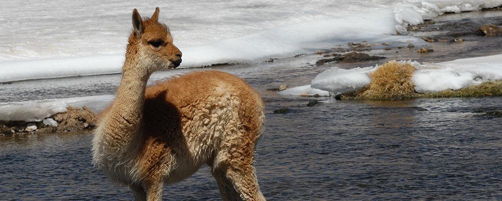 veranstaltungstipps_alpaca