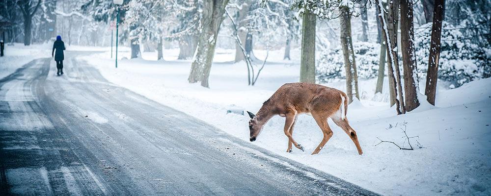 veranstaltungstipps_deer veranstaltungstipps