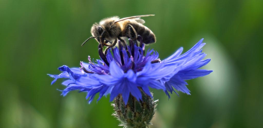 Kornblume mit Honigbiene © Pixabay Ackerwildkräuter wie die Kornblume bieten Nahrung für Honigbienen und andere Insekten